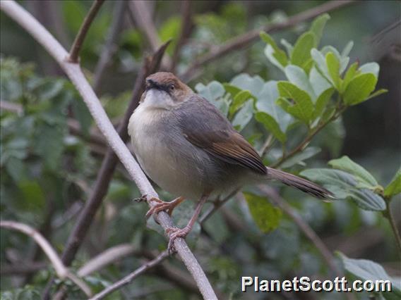 Singing Cisticola (Cisticola cantans)