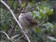 Singing Cisticola (Cisticola cantans)