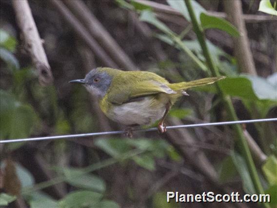 Yellow-breasted Apalis (Apalis flavida)