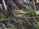 Yellow-breasted Apalis (Apalis flavida)