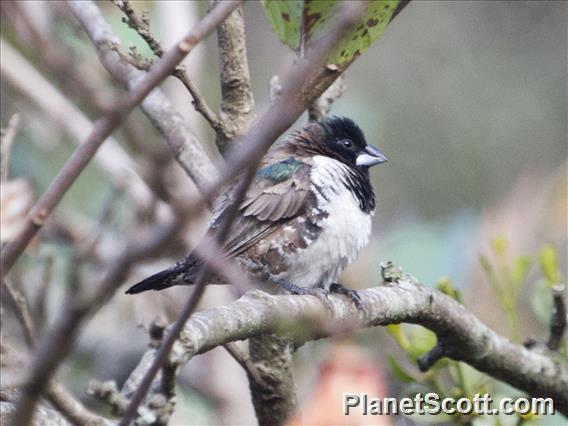 Bronze Mannikin (Spermestes cucullata)