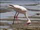 Lesser Flamingo (Phoenicopterus minor)