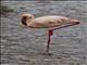 Lesser Flamingo (Phoeniconaias minor)