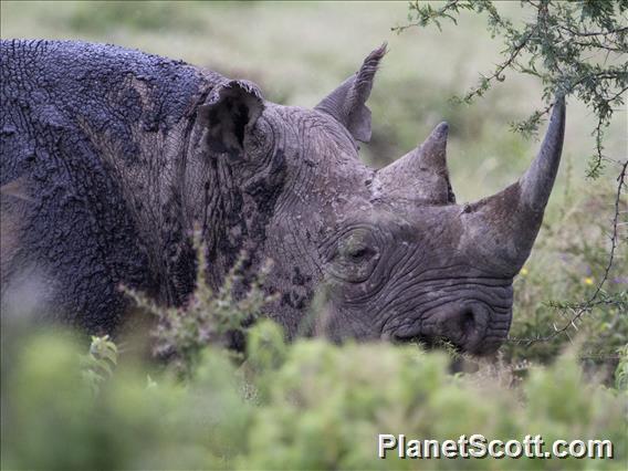 Black Rhinoceros (Diceros bicornis)