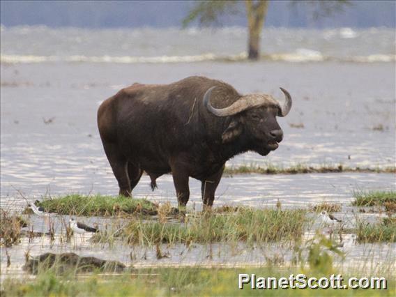 African Buffalo (Syncerus caffer)