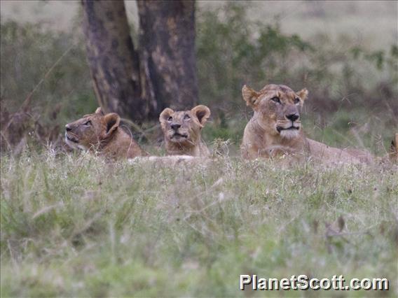 Lion (Panthera leo)