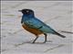 Superb Starling (Lamprotornis superbus)