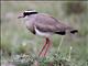 Crowned Lapwing (Vanellus coronatus)