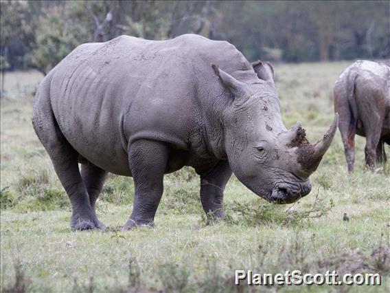 White Rhinoceros (Ceratotherium simum)