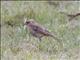 Plain-backed Pipit (Anthus leucophrys)