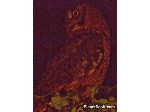 Spotted Eagle-Owl (Bubo africanus)