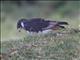 Augur Buzzard (Buteo augur)