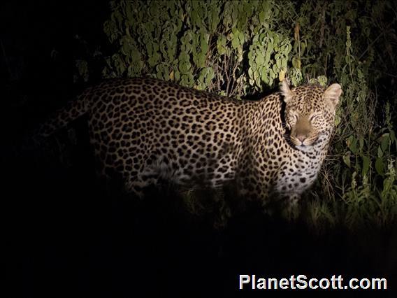 Leopard (Panthera pardus)