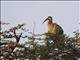 Hadada Ibis (Bostrychia hagedash)