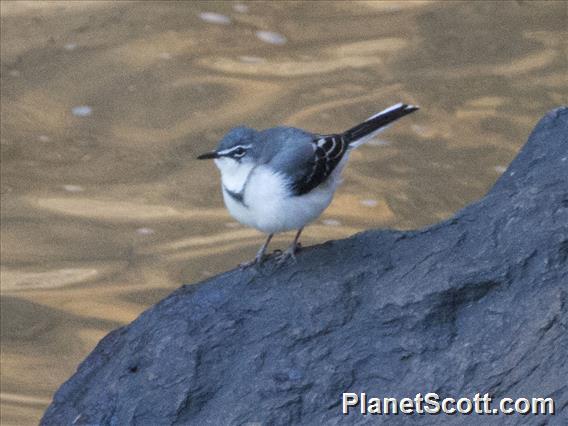 Mountain Wagtail (Motacilla clara)