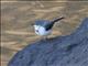 Mountain Wagtail (Motacilla clara)