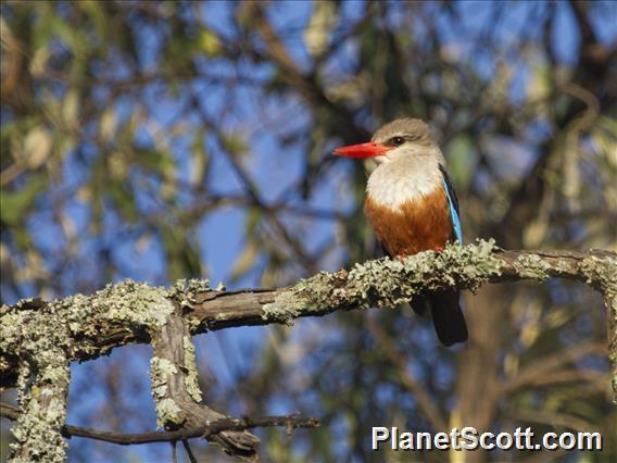 Gray-headed Kingfisher (Halcyon leucocephala)