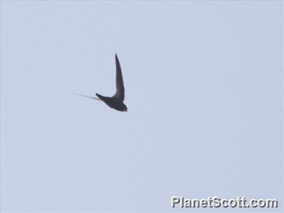 Nyanza Swift (Apus niansae)