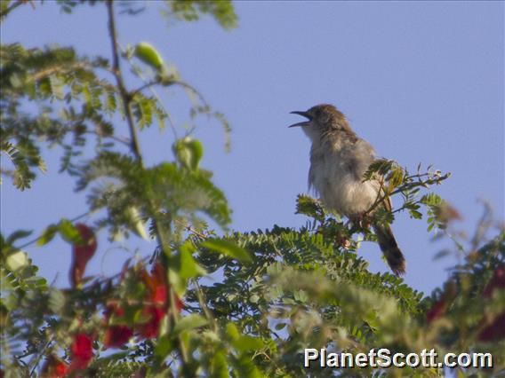 Hunter's Cisticola (Cisticola hunteri)