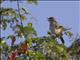 Hunters Cisticola (Cisticola hunteri)