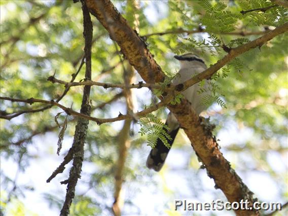 Black-crowned Tchagra (Tchagra senegalus)