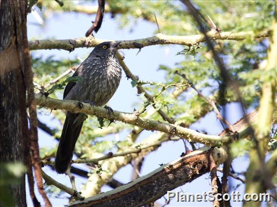 Arrow-marked Babbler (Turdoides jardineii)