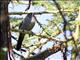 Arrow-marked Babbler (Turdoides jardineii)