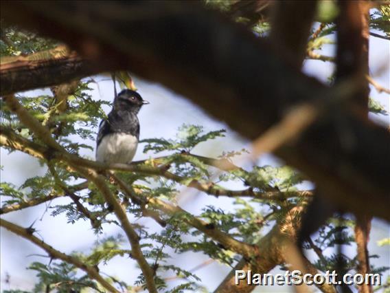 White-bellied Tit (Melaniparus albiventris)