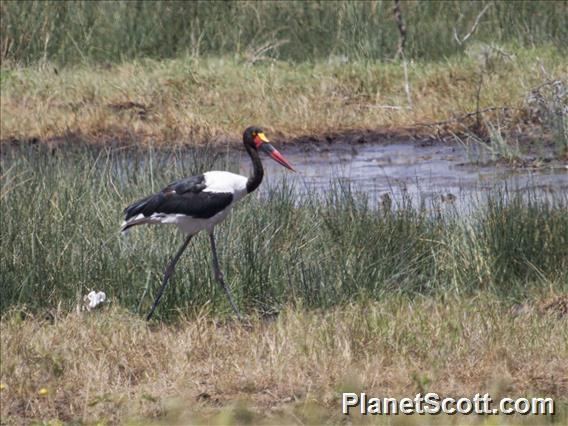 Saddle-billed Stork (Ephippiorhynchus senegalensis)