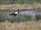 Saddle-billed Stork (Ephippiorhynchus senegalensis)