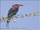 Lilac-breasted Roller (Coracias caudatus)