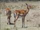 Impala (Aepyceros melampus)