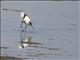 Pied Avocet (Recurvirostra avosetta)