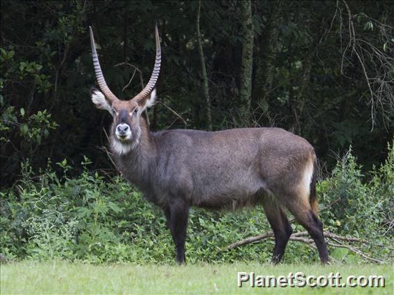 Waterbuck (Kobus ellipsiprymnus)