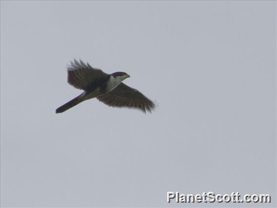 Black Goshawk (Astur melanoleucus)