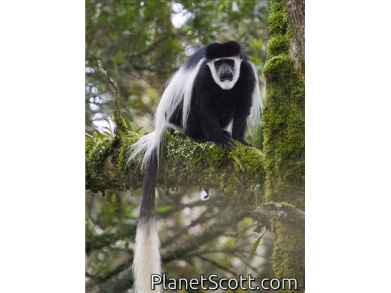 Black and White Colobus Monkey (Colobus guereza)