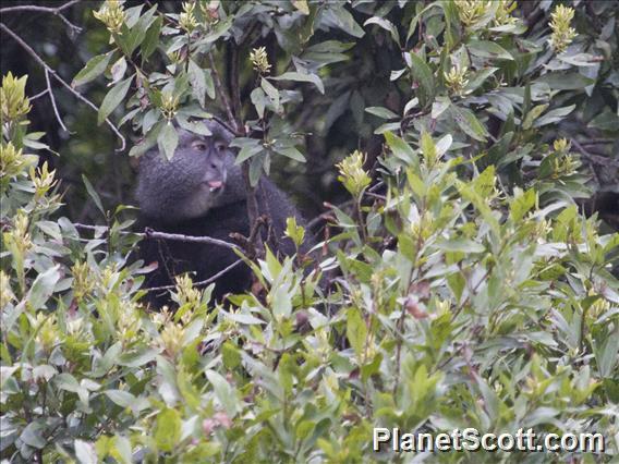 Blue Monkey (Cercopithecus mitis)