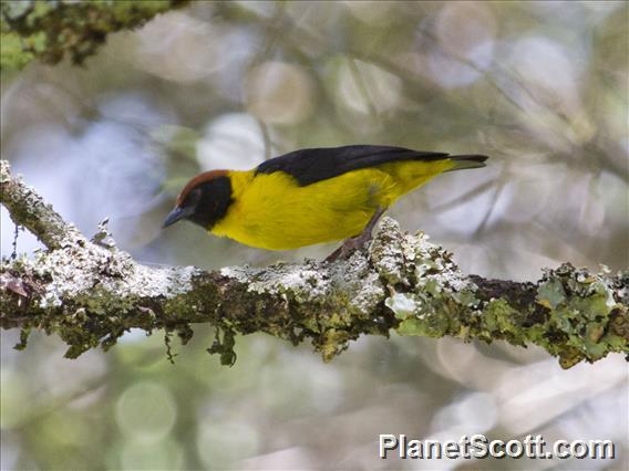 Brown-capped Weaver (Ploceus insignis)