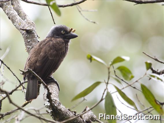 Gray-throated Barbet (Gymnobucco bonapartei)