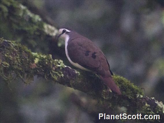 Tambourine Dove (Turtur tympanistria)