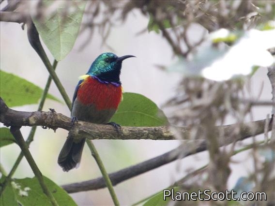 Northern Double-collared Sunbird (Cinnyris reichenowi)