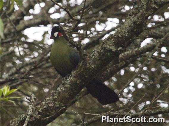 Hartlaub's Turaco (Tauraco hartlaubi)