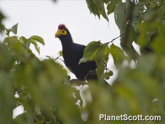 Ross's Turaco (Tauraco rossae)