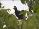 Rosss Turaco (Musophaga rossae)