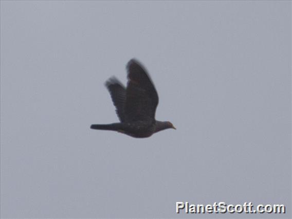 Rameron Pigeon (Columba arquatrix)