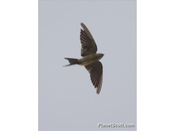 Mosque Swallow (Cecropis senegalensis)