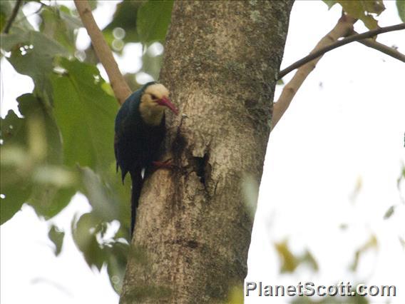 White-headed Woodhoopoe (Phoeniculus bollei)