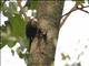 White-headed Woodhoopoe (Phoeniculus bollei)