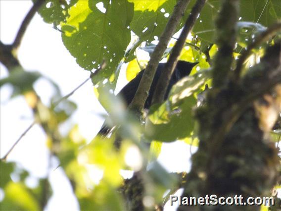 Purple-throated Cuckooshrike (Campephaga quiscalina)