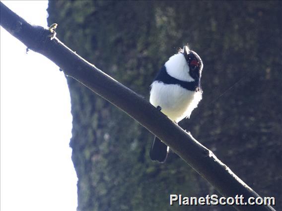 Black-throated Wattle-eye (Platysteira peltata)